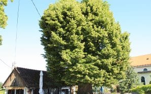 gubec linden tree
