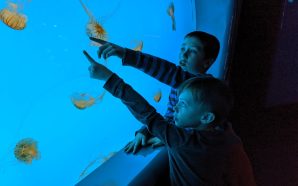 Renovated Dubrovnik Aquarium opened